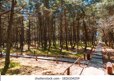 Russia, Kaliningrad region, the Curonian spit, bent trees in natural anomaly Dancing forest 