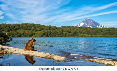 Russia, Kamchatka. Kronotsky Reserve. The bear sits on the shore of the Kurile lake and looks towards the Ilyinsky volcano.