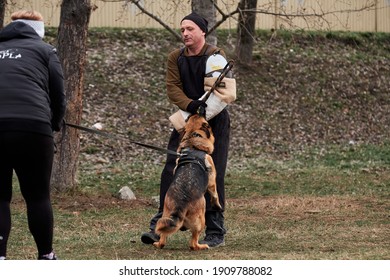 Russia, Krasnodar 31.01.2021. Training Of Service German Shepherds For Protection At Stadium. Shepherd Dog Attacks And Bites Opponents Sleeve. Powerful And Bold Agile Thoroughbred Service Dog.