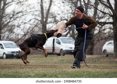 Russia, Krasnodar 31.01.2021 training of working dogs at the stadium. A brown and tan Doberman in protective service training. Attack of service dog on dog handler of person involved and sleeve.