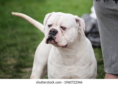 Russia, Krasnodar April 18, 2021-Dog Show Of All Breeds. A Big Fighting Dog. Dog German Boxer Breed Of White Color With Long Uncut Ears Looks Carefully Forward And Guards.