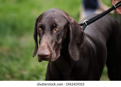 Russia, Krasnodar April 18, 2021-Dog Show Of All Breeds. German Hunting Shorthair Breed Of Dog With Light Brown Intelligent Eyes. Close-up Portrait Of Brown Kurtzhaar.