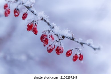 Russia. Kronstadt, January 11, 2022. A picturesque view in frosty weather of a barberry bush with bright red berries covered with frost.