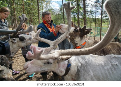      Russia, Murmansk Region, Lovozero. Sam-Syit Sami Village. Man In Sami National Costume Feeding Reindeer Food - June 21, 2016                          