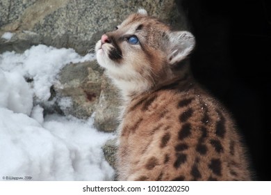 Baby Cougar Hd Stock Images Shutterstock