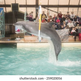  RUSSIA, ROSTOV-ON-DON- FEBRUARY 1- Dolphin jumping through hoops at the Rostov dolphinarium on February 1, 2015 in Rostov-on-Don 