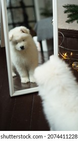 Russia, Smolensk, 11.13.2021, A Samoyed Puppy Sees Himself In The Mirror For The First Time.He's Sad