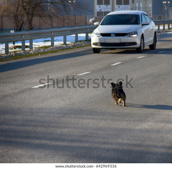 Russia, Sochi, Olympic village - January 31,\
2017: car attacking a mad dog on\
road