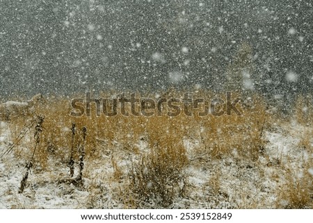 Similar – winter wonderland wide and wide