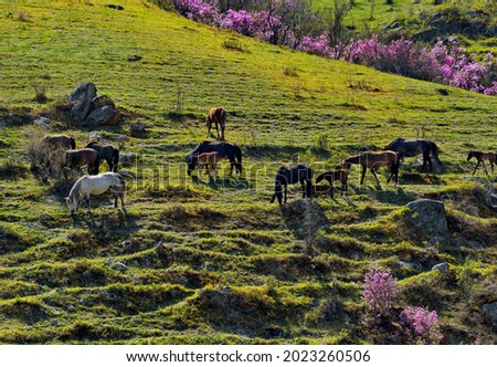 Russia. South of Western Siberia, Mountain Altai.A small herd of horses with foals graze on the steep slopes of the rocky mountains surrounded by flowering rhododendron near the village of Kupchegen.