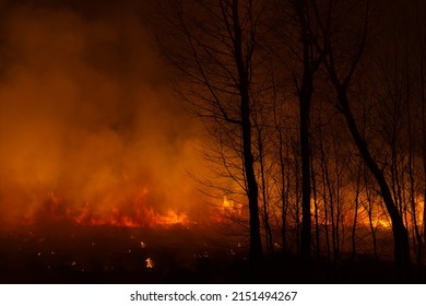 Russia. South Of Western Siberia. Night Fire In The Spring Forest. Arson Causes Terrible Fires In Fields And Forests During The Dry Spring, Which Are Very Difficult To Extinguish.