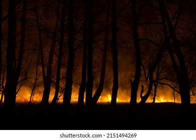 Russia. South Of Western Siberia. Night Fire In The Spring Forest. Arson Causes Terrible Fires In Fields And Forests During The Dry Spring, Which Are Very Difficult To Extinguish.