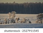 Russia. South of Western Siberia. View of the roadside bushes covered with a large layer of frost on the background of the forest.