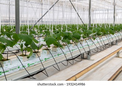 Russia, Tambov region, Michurinsk - July 22, 2020: Cucumbers grown in a modern hydroponic greenhouse on a rock wool substrate