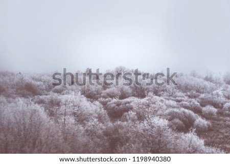 Similar – Image, Stock Photo powder forest Environment