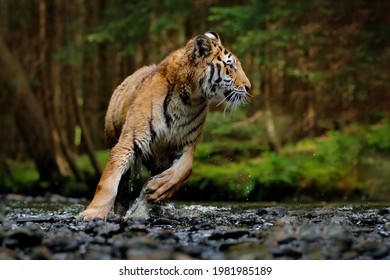 Russia wildlife. Amur tiger running in the water, Siberia. Dangerous animal, tajga, Russia. Animal in green forest stream. Siberian tiger splashing water.