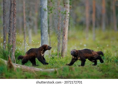 Russia wildlife. Wolverine running  with catch in taiga. Wildlife scene from nature. Two rare animal from north of Europe. Wild wolverine fight in summer grass. Wildlife Europe. Pair love in nature.