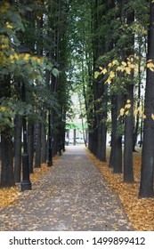 Russia/Moscow-September 2019: Alley In Babushkinsky Park Of Babushkinsky District Of Moscow