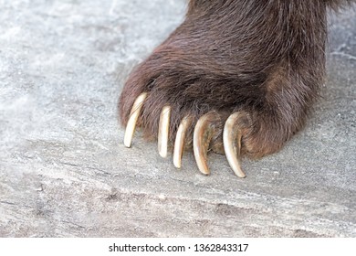 212 Black Bear Feet Close Up Images, Stock Photos & Vectors | Shutterstock