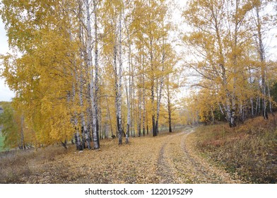 Russian birch forest in autumn - Shutterstock ID 1220195299