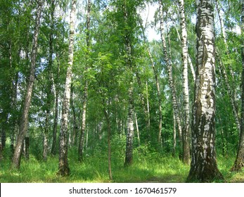 シラカバ の画像 写真素材 ベクター画像 Shutterstock