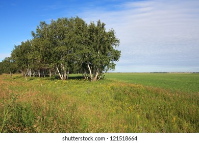 Russian birch trees on the a green meadow. Omsk Region.