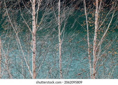 Russian Birch Trees In Sunny Autumn On A Background Of Blue Water