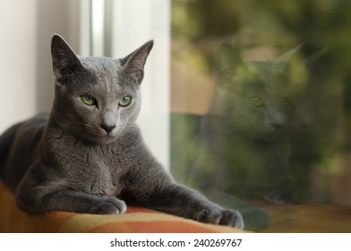 Russian Blue