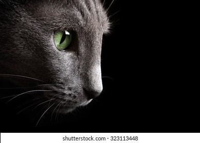 Russian Blue