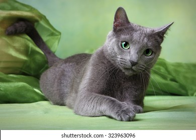 Russian Blue