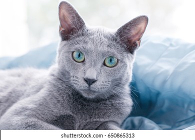 Russian Blue