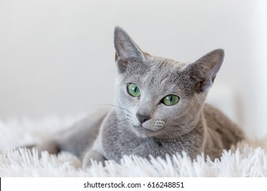 Russian Blue Cat