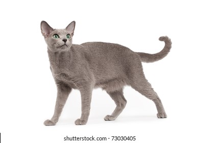 Russian Blue Cat