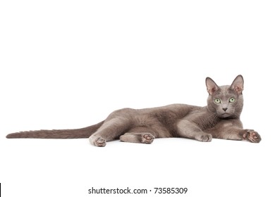 Russian Blue Cat