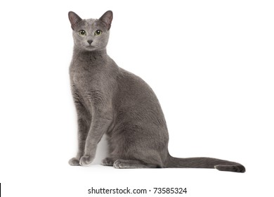 Russian Blue Cat