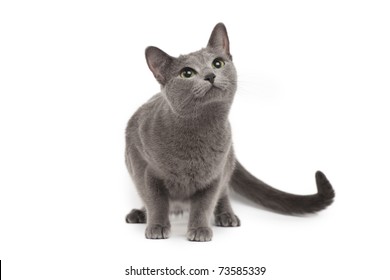 Russian Blue Cat