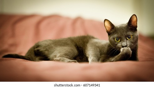 Russian Blue Cat 3