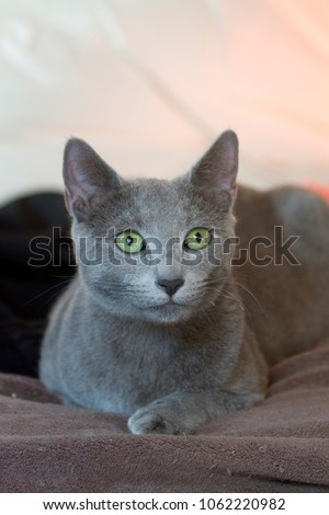 Russian Blue Cat