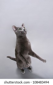 Russian Blue Cat Asking Something