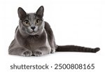 Russian Blue cat, is a cat breed with colors that vary from a light shimmering silver to a darker, slate grey. The short, dense coat is their trademark look. isolated on white background