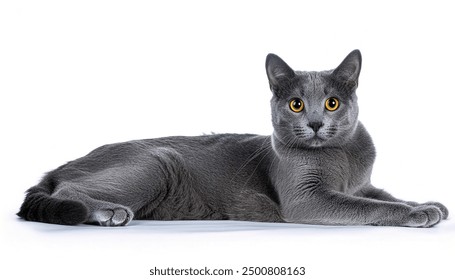 Russian Blue cat 