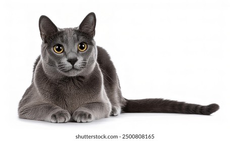 Russian Blue cat 