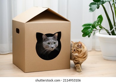 Russian blue cat in a cardboard box house. The cat and kitten are playing. Zero waste for animals. Eco friendly animal home. Selective focus 