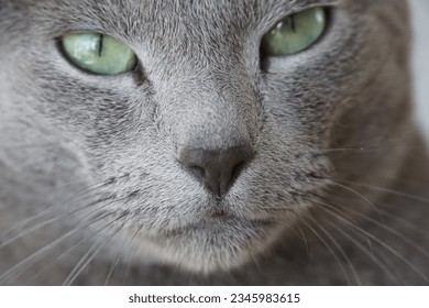Russian Blue Cat close up face - Powered by Shutterstock