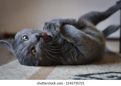Russian blue cat eating a black olive lying on the ground, licking it and playing with it