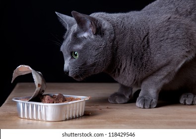 Russian Blue Cat Eating Canned Catfood In Studio