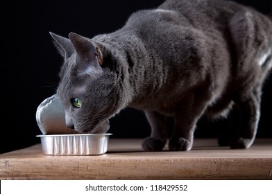 Russian Blue Cat Eating Canned Catfood In Studio