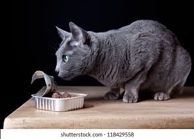 Russian Blue Cat Eating Canned Catfood In Studio