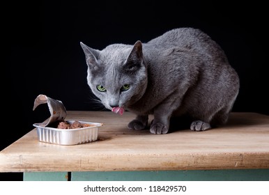 Russian Blue Cat Eating Canned Catfood In Studio