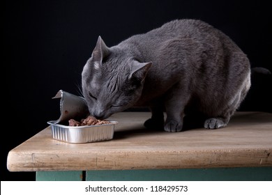 Russian Blue Cat Eating Canned Catfood In Studio